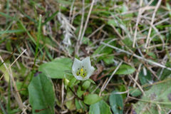 Gentianella grisebachii