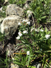 Plagiobothrys nothofulvus