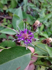 Vernonia greggii