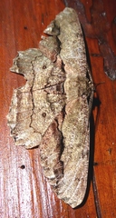 Chorodna strixaria