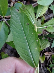 Vernonia greggii