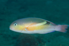 Black-Blotch Tuskfish photo 3
