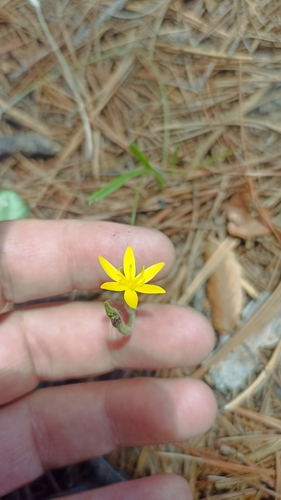 Image of Hypoxis mexicana by (c) Favian Flores Medina, some rights reserved (CC BY)
