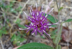 Vernonia greggii