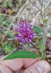Vernonia greggii