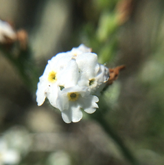 Plagiobothrys nothofulvus