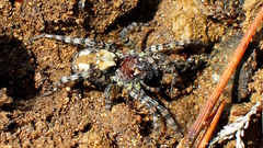 Arctosa perita