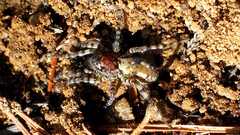 Arctosa perita