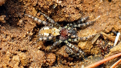 Arctosa perita