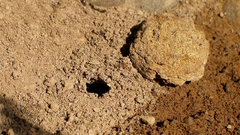 Arctosa perita
