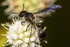 Zethus spinipes spinipes - Photo (c) Kevin, some rights reserved (CC BY-NC), uploaded by Kevin