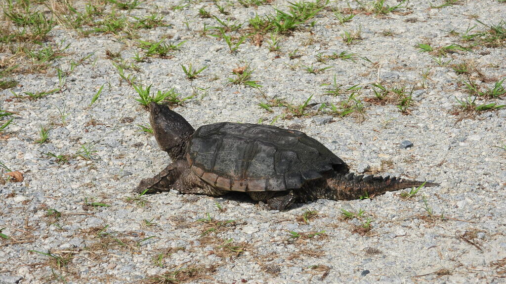 Common Snapping Turtle from Kent County, DE, USA on August 26, 2023 at ...