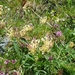 Anthyllis vulneraria valesiaca - Photo (c) hecklemore, algunos derechos reservados (CC BY-NC), subido por hecklemore