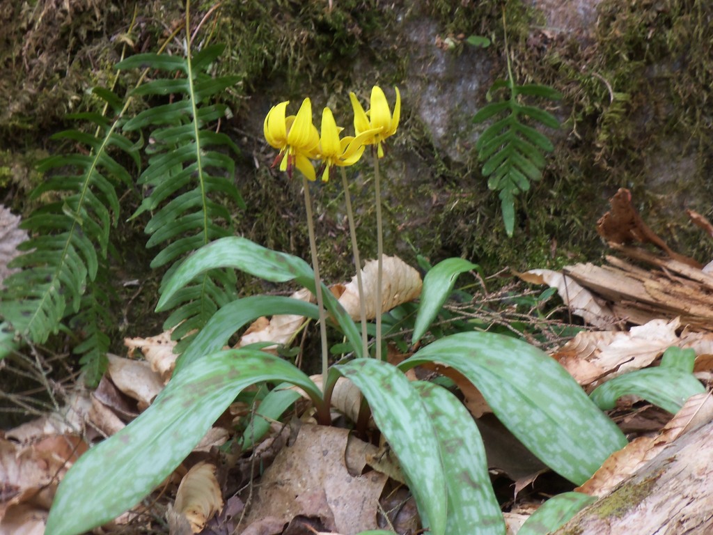 yellow trout lily (EwA Guide to the Plants of the Fells (US)) · iNaturalist