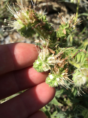Phacelia imbricata