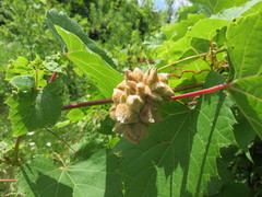 Ampelomyia vitiscoryloides