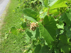 Ampelomyia vitiscoryloides