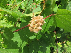 Ampelomyia vitiscoryloides