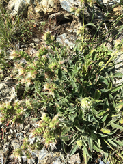 Phacelia imbricata