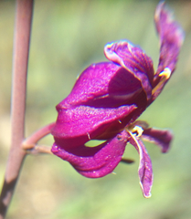 Streptanthus glandulosus glandulosus