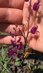 Streptanthus glandulosus glandulosus