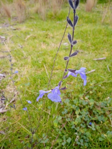 Image of Salvia reptans by (c) Jose Enrique, some rights reserved (CC BY)