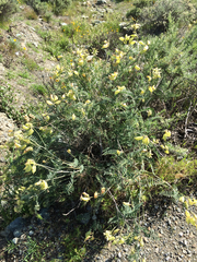 Astragalus curtipes