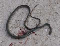 Masticophis schotti ruthveni
