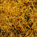 Haplocladium microphyllum - Photo (c) klips, algunos derechos reservados (CC BY-NC)