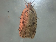 Agonopterix argillacea