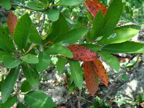 Eriobotrya deflexa (Eriobotrya deflexa)