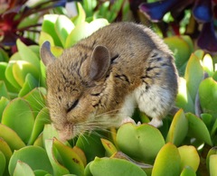Peromyscus gambelii