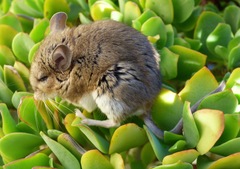 Peromyscus gambelii