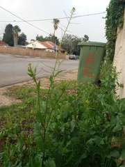 Sisymbrium erysimoides