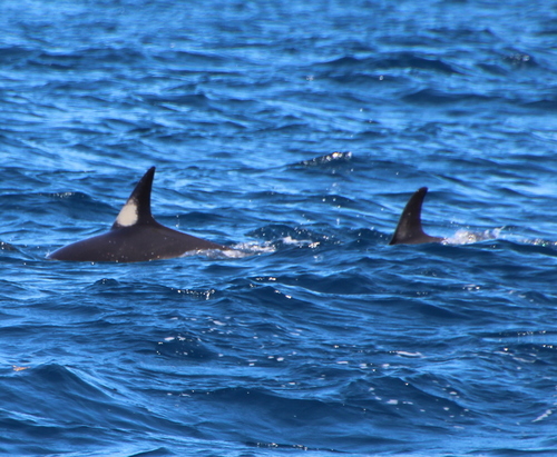 Short-beaked common dolphin