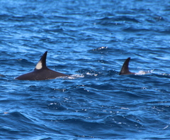 Delphinus