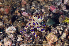 Hapalochlaena lunulata