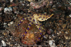 Hapalochlaena lunulata