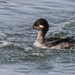 Bufflehead × Hooded Merganser - Photo (c) Nature Ali, some rights reserved (CC BY-NC-ND), uploaded by Nature Ali