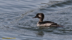 Bucephala albeola × Lophodytes cucullatus