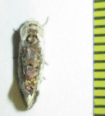 Acontia