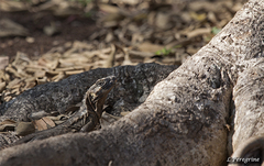 Ctenosaura acanthura