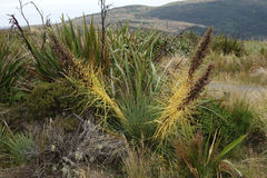 Aciphylla scott-thomsonii