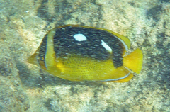 Chaetodon quadrimaculatus