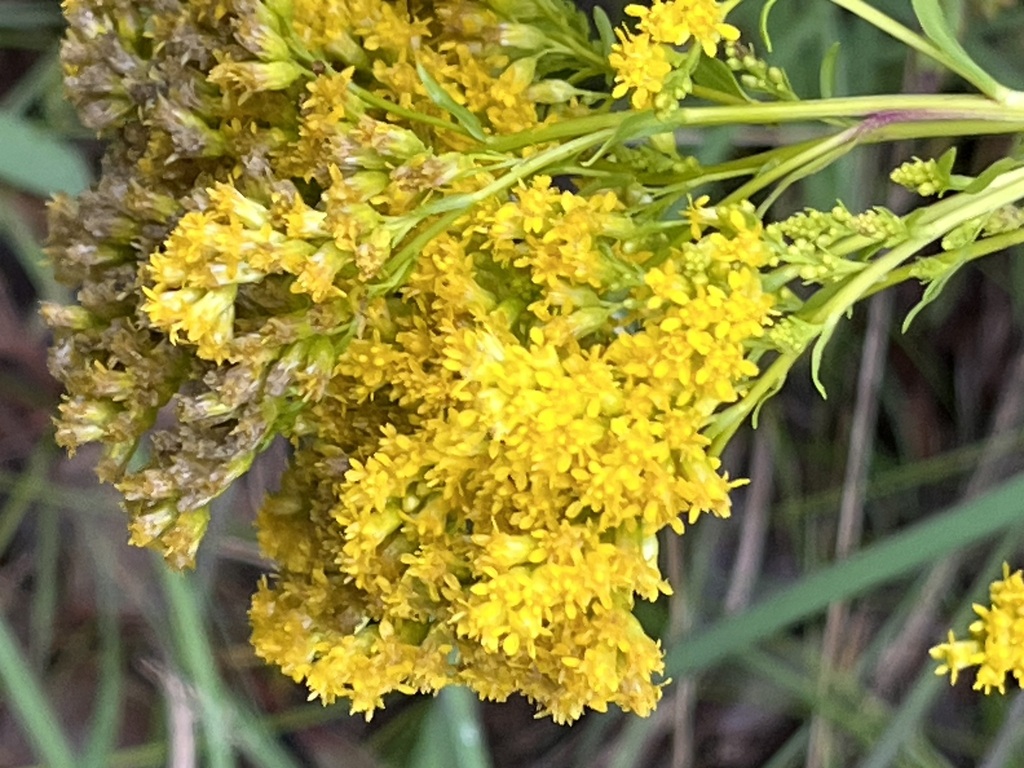 early goldenrod from Children's program area, Pinery Provincial Park ...