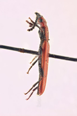 Cucujus cinnaberinus