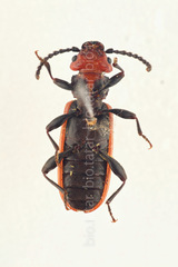 Cucujus cinnaberinus