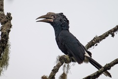 Silvery-Cheeked Hornbill photo 2