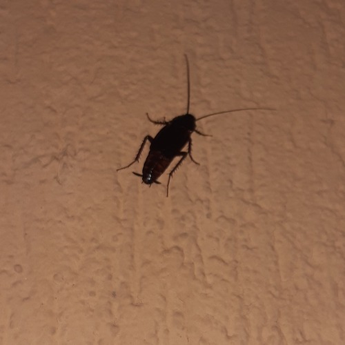 Photo of Oriental Cockroach (Blatta orientalis)