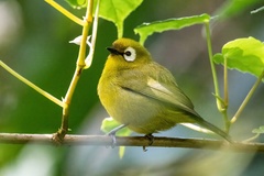 Broad-Ringed White-Eye photo 2